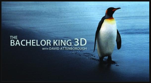 Making David Attenborough&rsquo;s Bachelor King poster